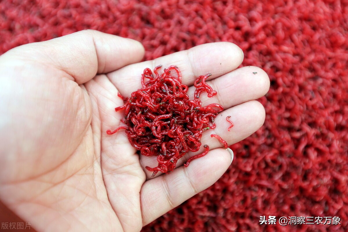 中国最大红虫养殖基地图片