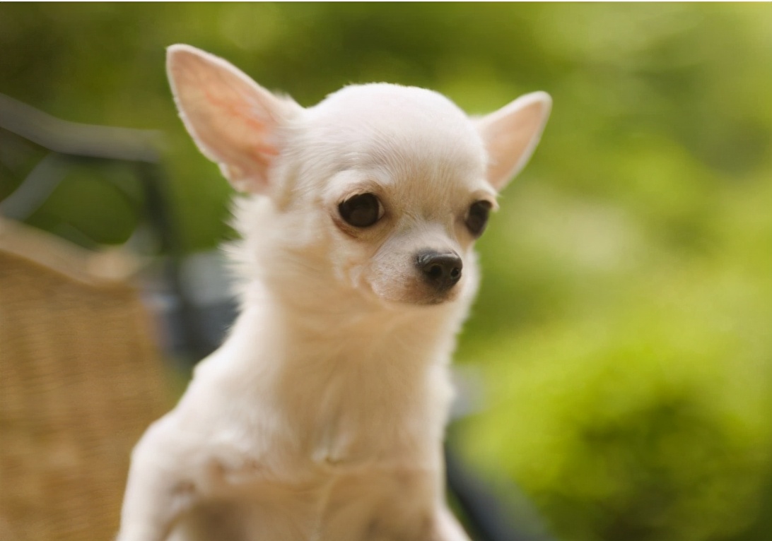 吉娃娃好养吗 吉娃娃一般什么人养-小蚊子百科网