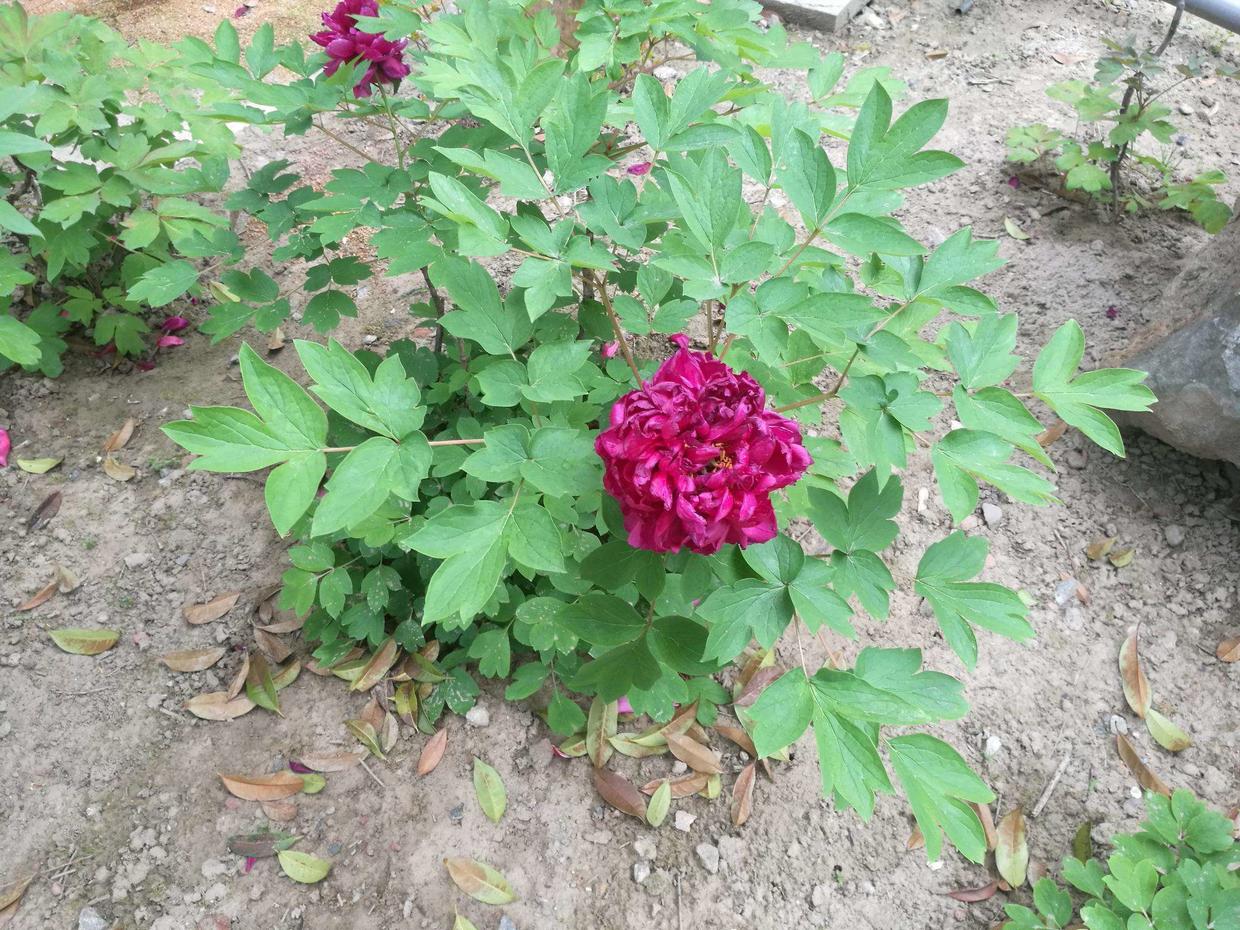 这3种花真是“富贵花”，开花大方吉祥，寓意红火有福气