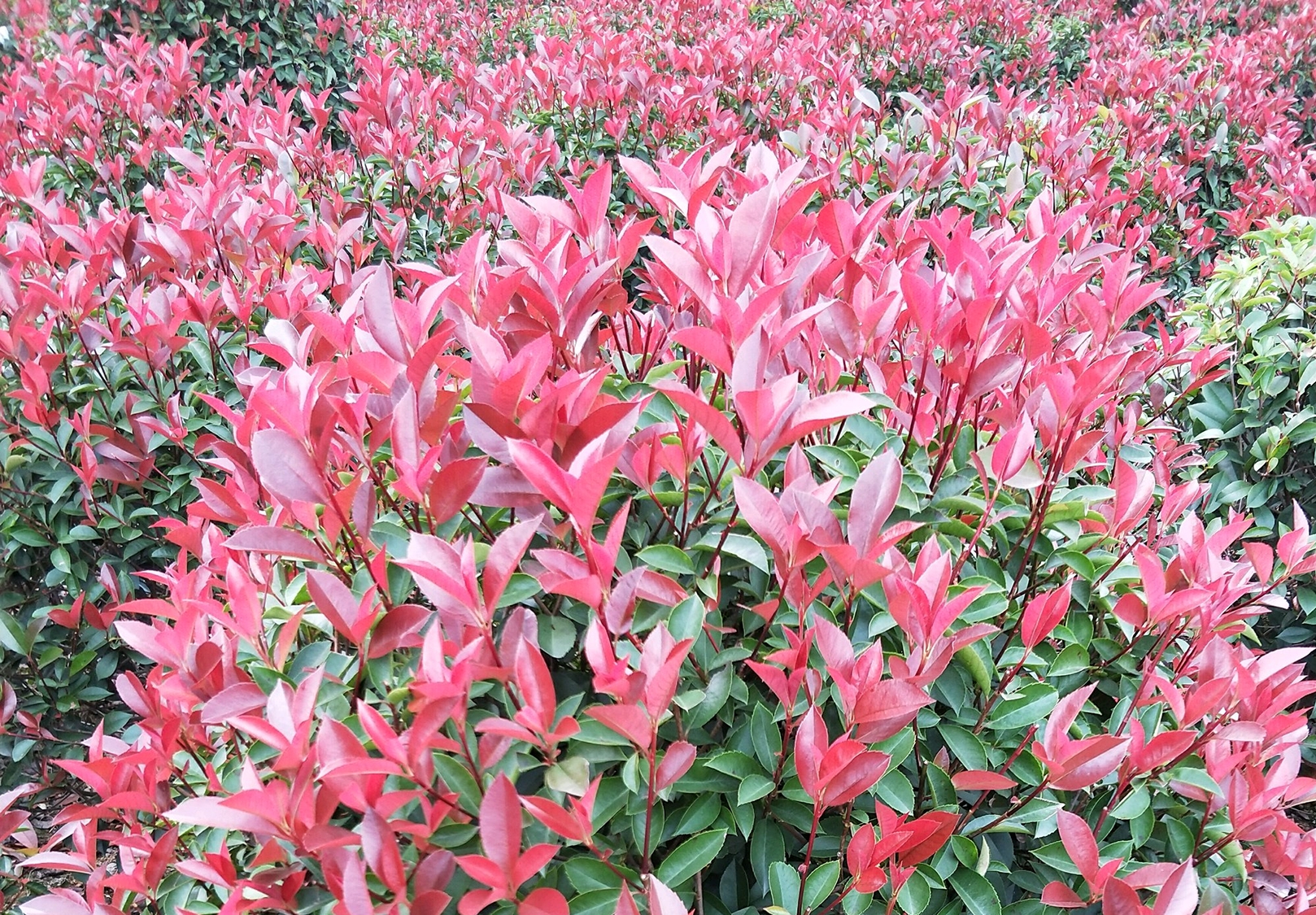 开花有生命味道的石楠花,为什么被绿化者青睐,4个原因算是解释