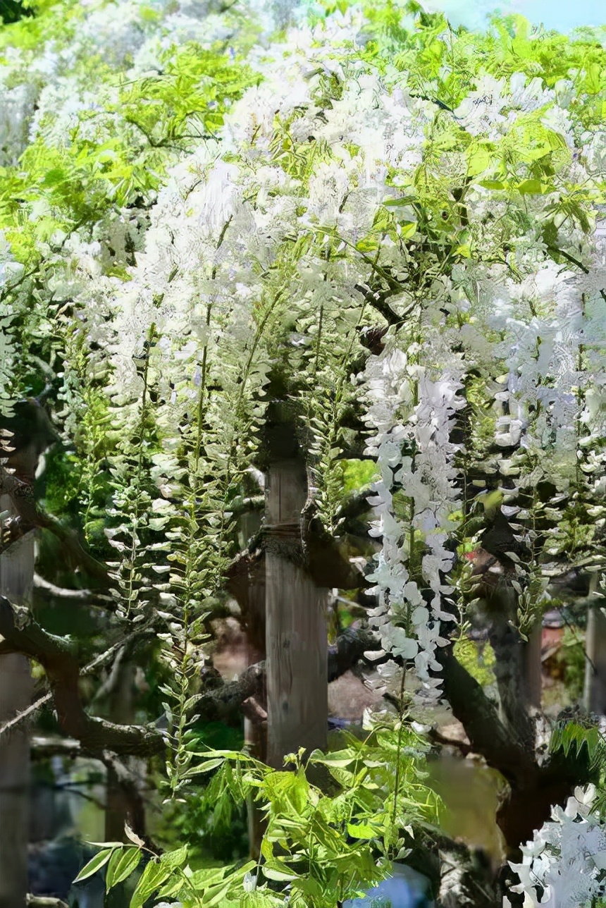 七律·瀑布花