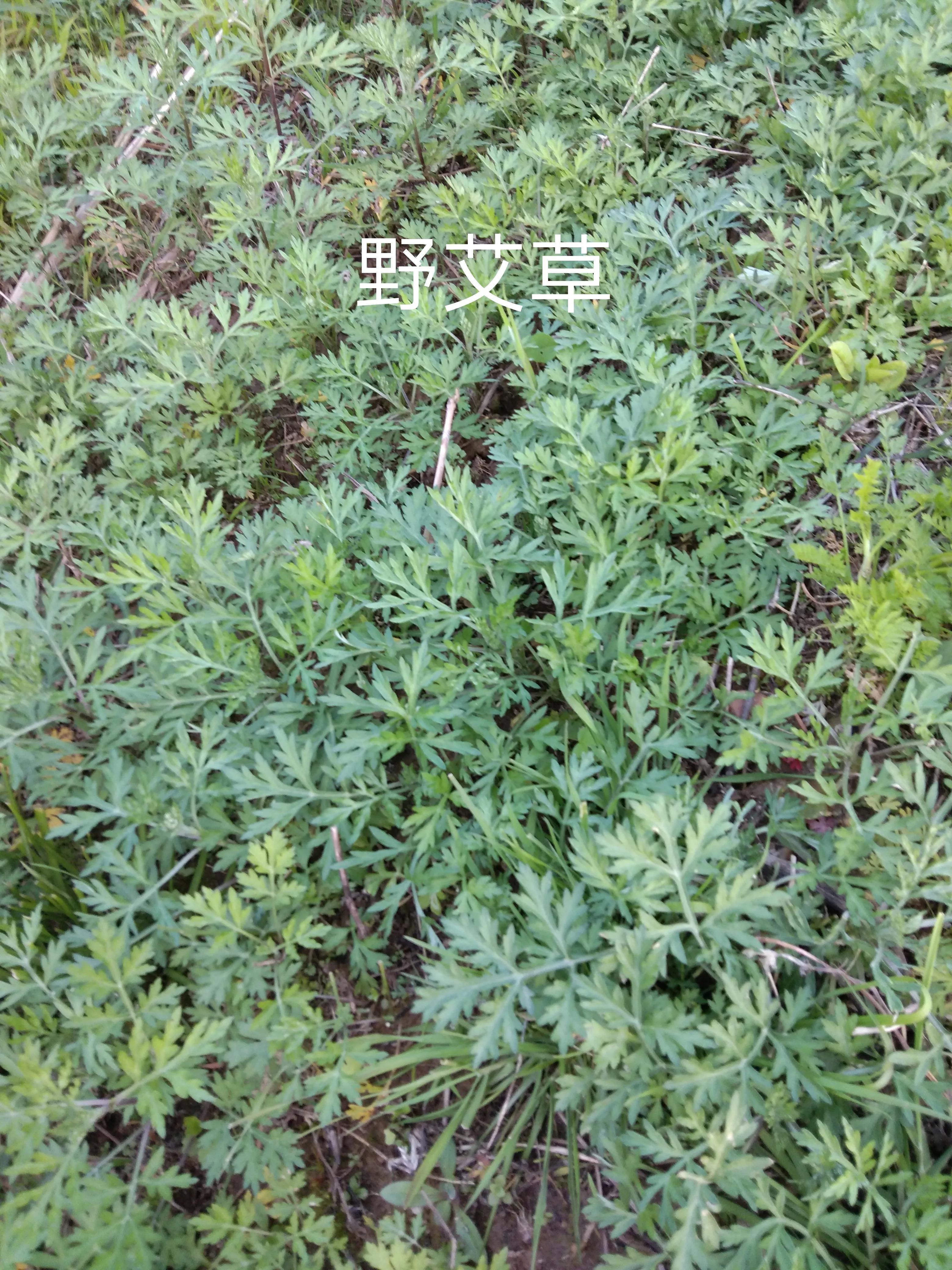 鼠曲草 ，野艾草，这些青团清明果用野菜 ，大家识别一下 。