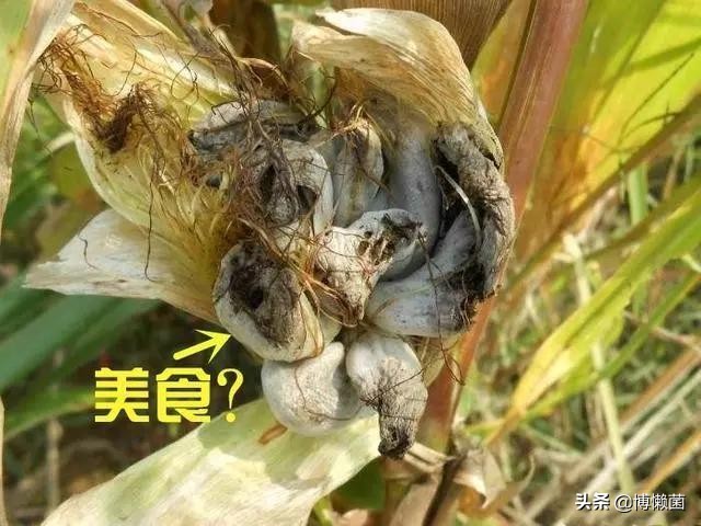玉米黑粉菌,玉米黑粉菌功效與作用