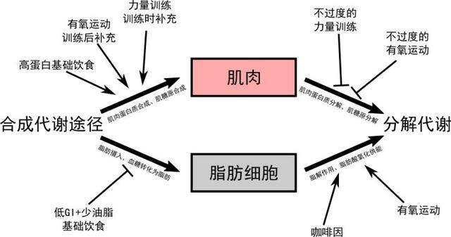 魏大勋跑步30天减重40斤，搞清楚3个方法才能不瞎跑