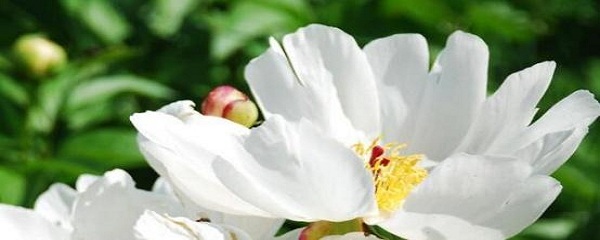 白芍種植,白芍種植技術及畝收益