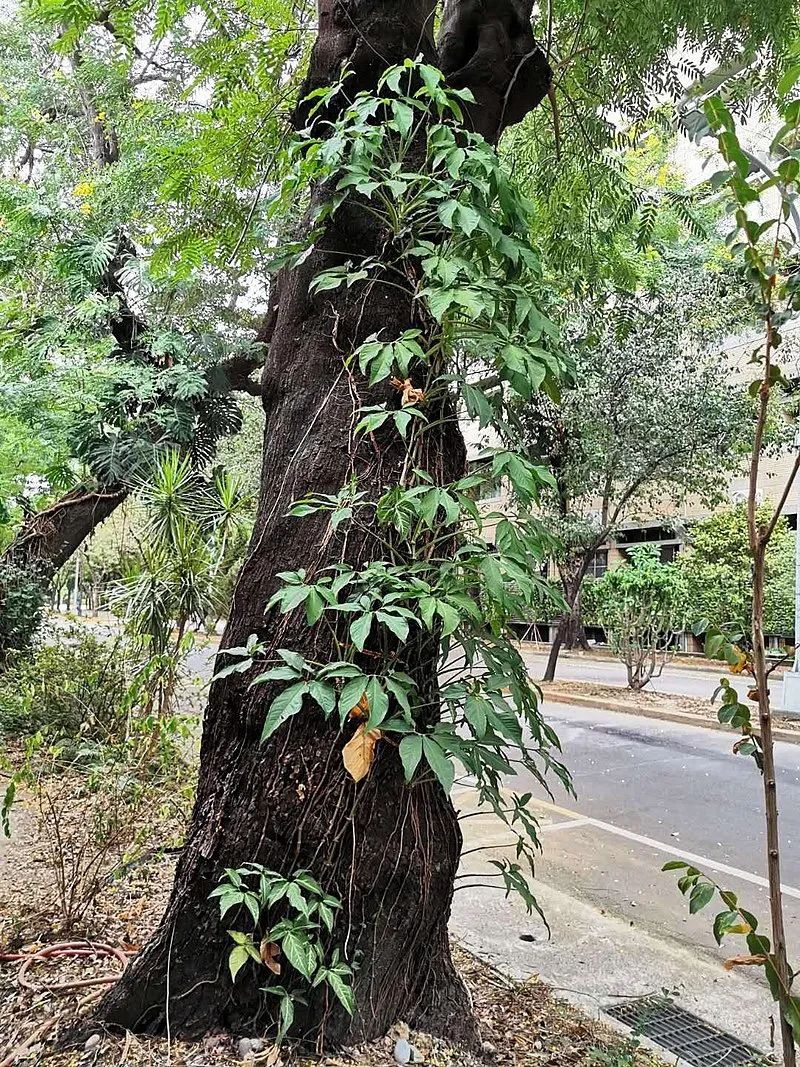 合果芋的种植方法（七步告诉你养殖合果芋的注意事项）