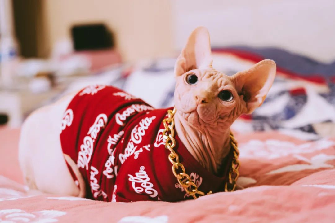 世界上最乖巧的10种猫咪，据说无人能抵挡住它们的温柔