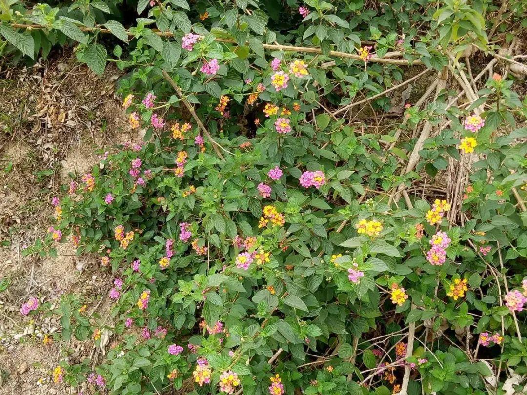 五爪金龙花五爪金龙花期