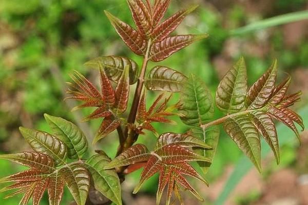 香椿种植的前景和利润分析及大棚种植技术