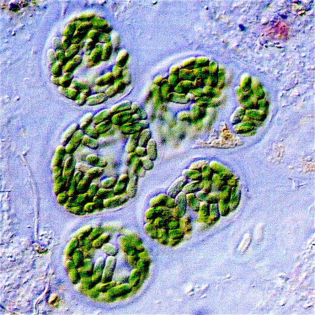 蓝细菌是原核生物吗（为什么蓝细菌是原核生物）-第2张图片-科灵网