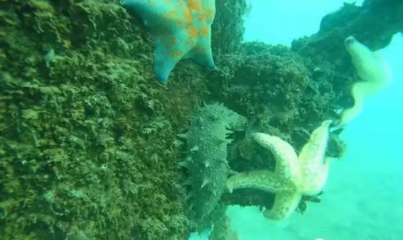 海洋碳汇与海洋经济生态化研究