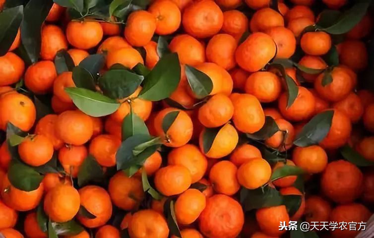 十月柑橘市场回顾，沙田柚居然比红美人还贵！真的吗？