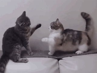 最容易饲养的3种猫咪，养到的人都在偷着乐呢