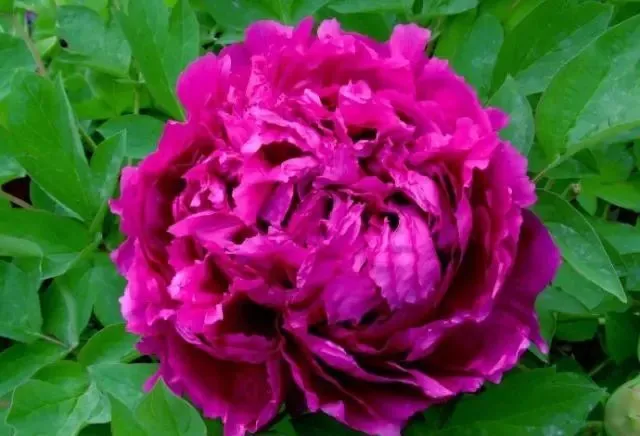 100种名贵牡丹鉴赏 绘画好素材（报花名）