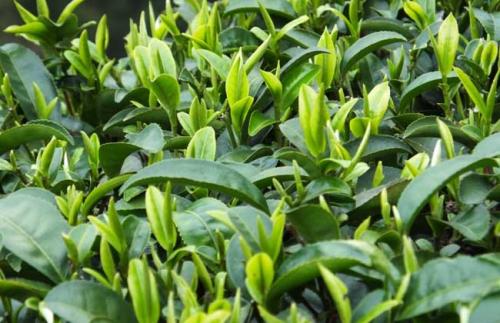碧螺春是绿茶吗（碧螺春是绿茶吗还是红茶）