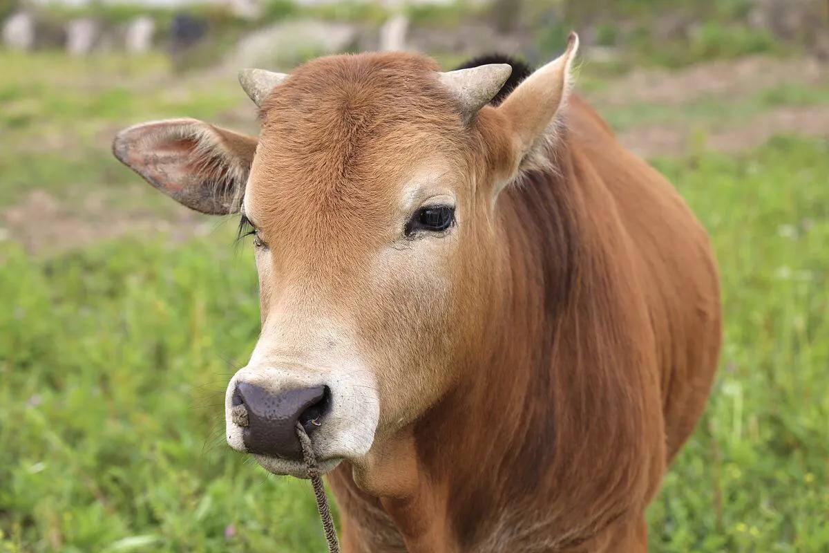 农业部规定的6类农业补贴，你领取了吗？