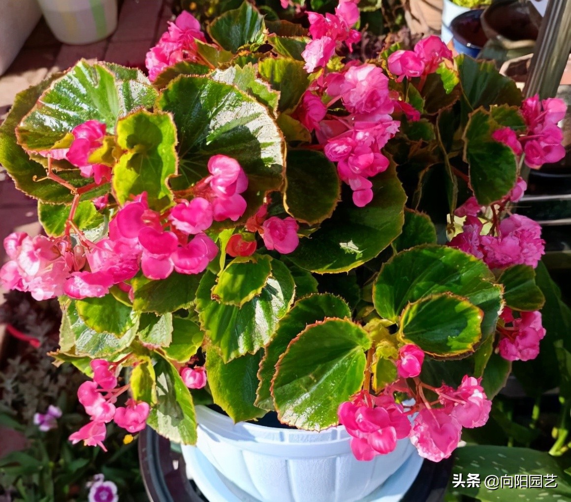 秋冬季节，可以养这5种花，放在阳台上，秋冬季节都是花期