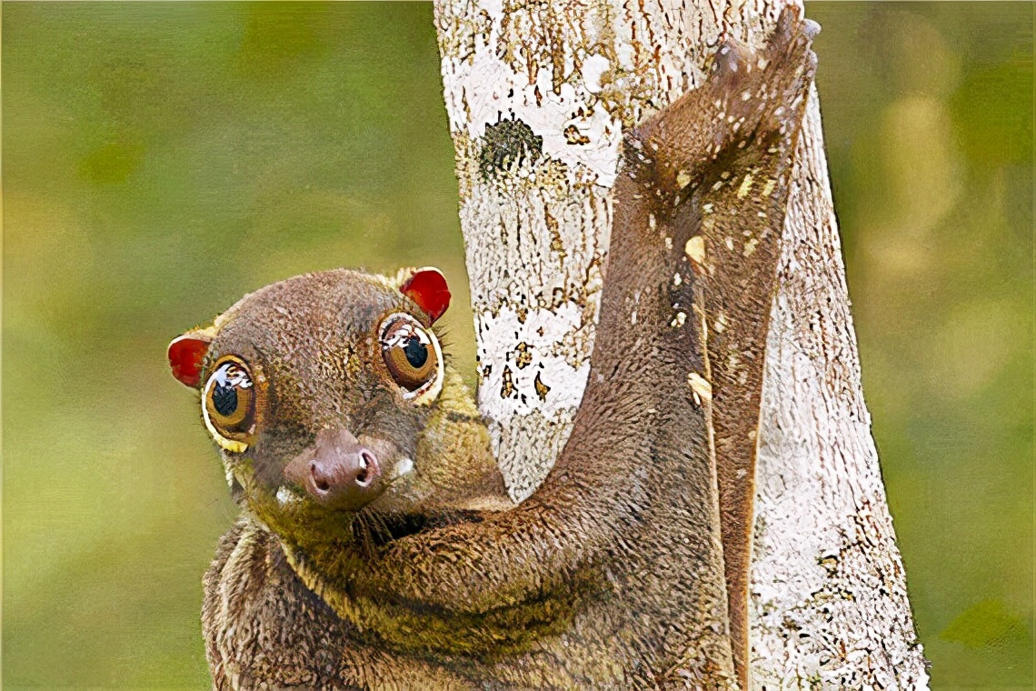 种类分支非常少,只有两种,菲律宾鼯猴和斑鼯猴.毛皮都很柔软且毛色