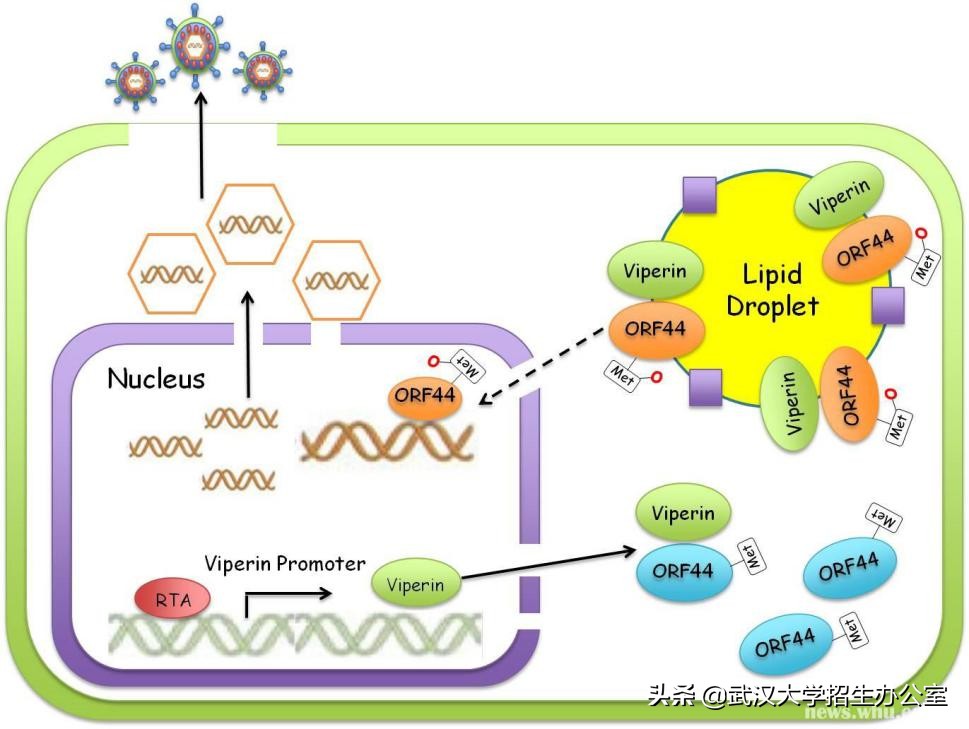 科研新进展！近期，武汉大学10项科研成果登上国际权威期刊