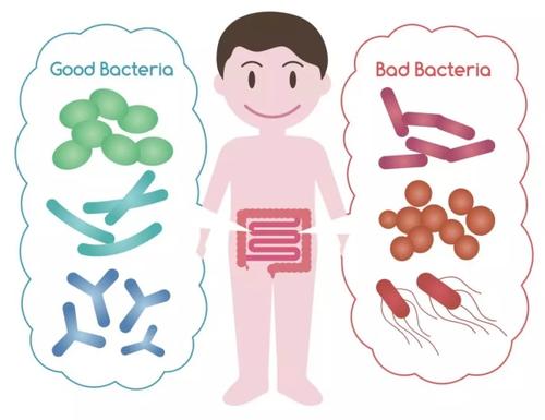 婴儿益生菌的作用与功效（益生菌吃了没用）