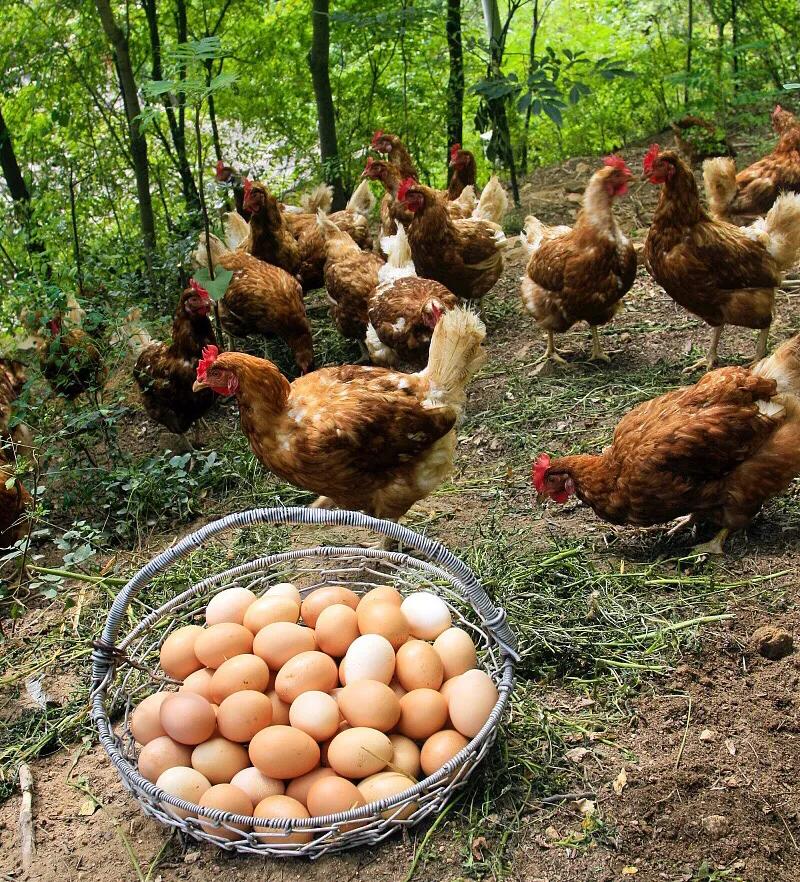 农村土鸡蛋今日价格（农村散养土鸡蛋图片）