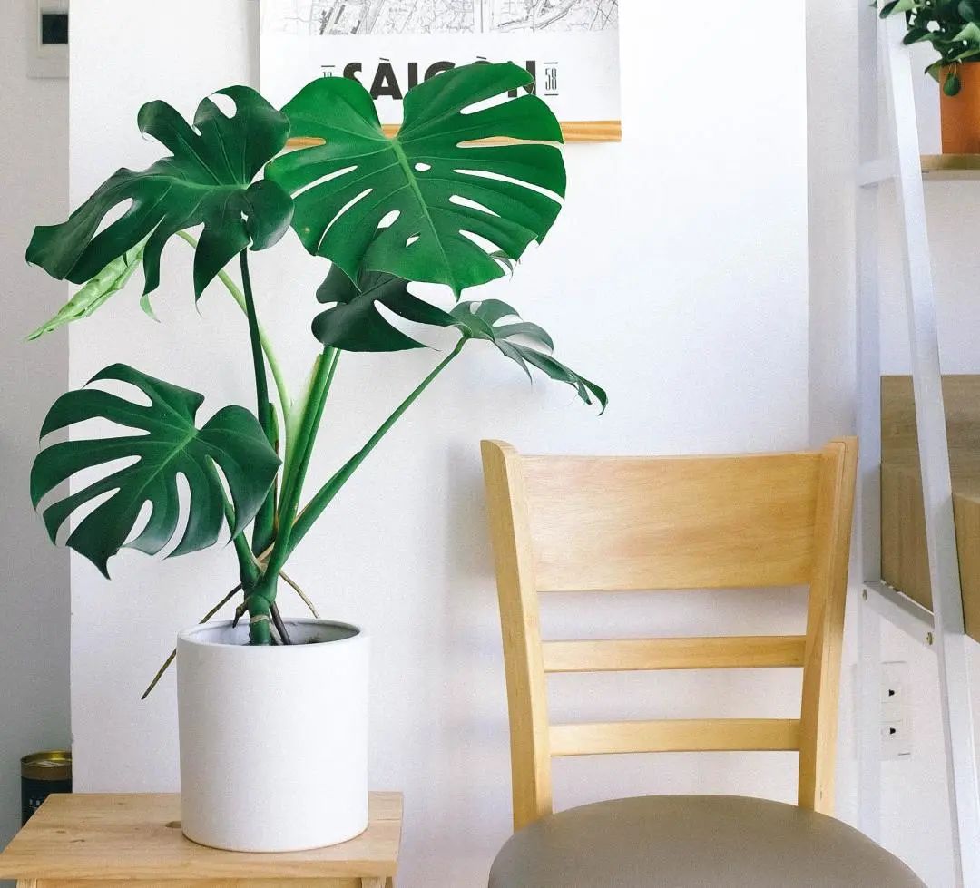 常见50种植物（50种常见的室内盆栽绿化植物）