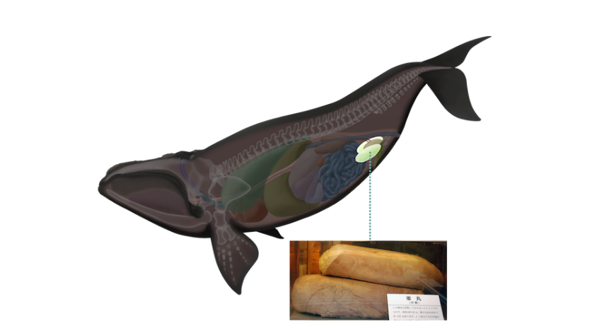 对比人类,男性一次弹量大约在5毫升左右,这点对于露脊鲸来说就是九牛