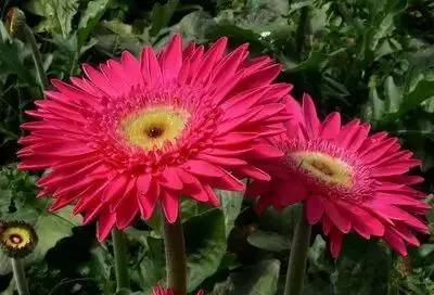 各种花的寓意及花语（100种花的花语大全）