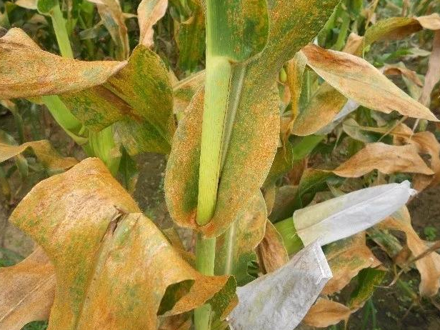 玉米主要病害,及病害虫综合防治措施,种植户不妨参考参考