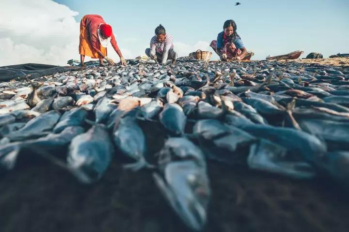 印度洋斯里兰卡：超便宜的“小非洲”，又到了最适合旅行的季节