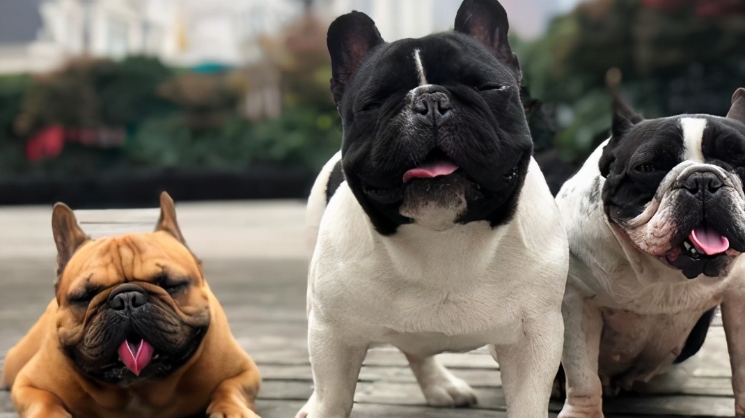 法国斗牛犬可以说是智商比较低的狗狗,而且服从性并不是那么好,这就