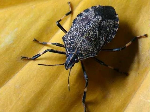 九香虫的功效与作用 臭虫和九香虫的区别 - 587网