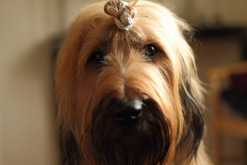 世界犬种智商排名榜前 30 名的聪明狗狗