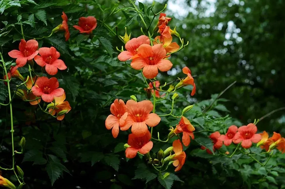 观花拾趣丨凌霄：缠绵共夏荣，幽花蔼敷芳