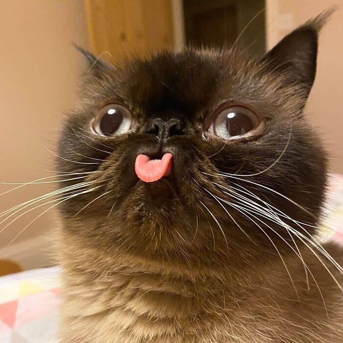 40张"憨猫"照片,被国外网友疯传:笑死人,傻猫真不是白叫的