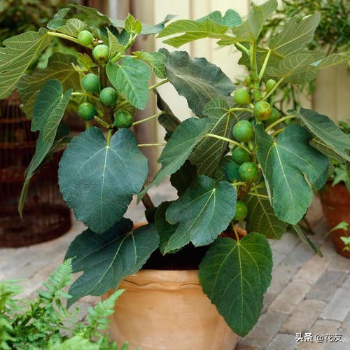无花果一年可以结几次果（详解无花果盆栽结果要点）