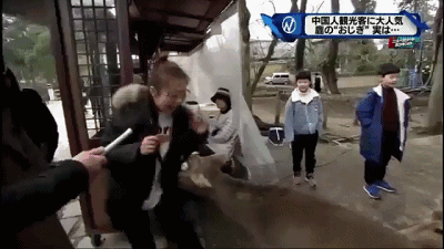 奈良小鹿一年伤了209人！8人骨折！原来鹿有这个反应是攻击的意思