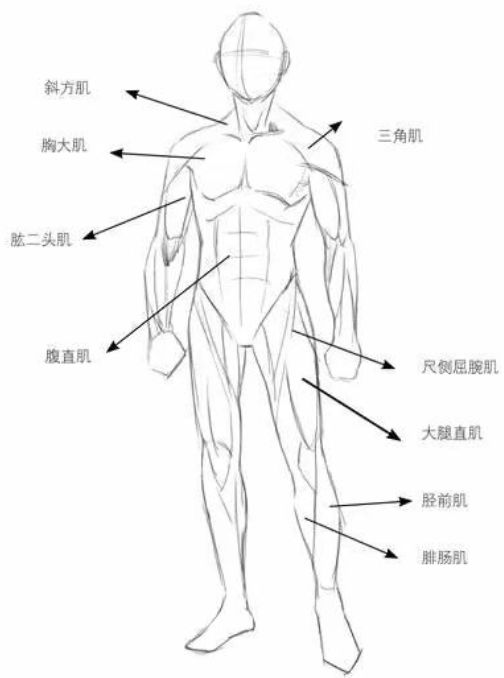 姿势大全详解(「绘画参考」男性人体解析及动态姿势大全（干货分享）)