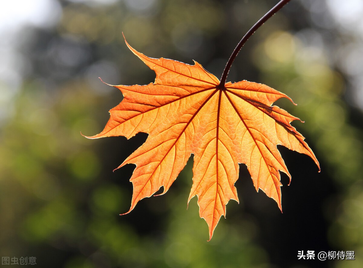秋色如诗，层林尽染醉人心。