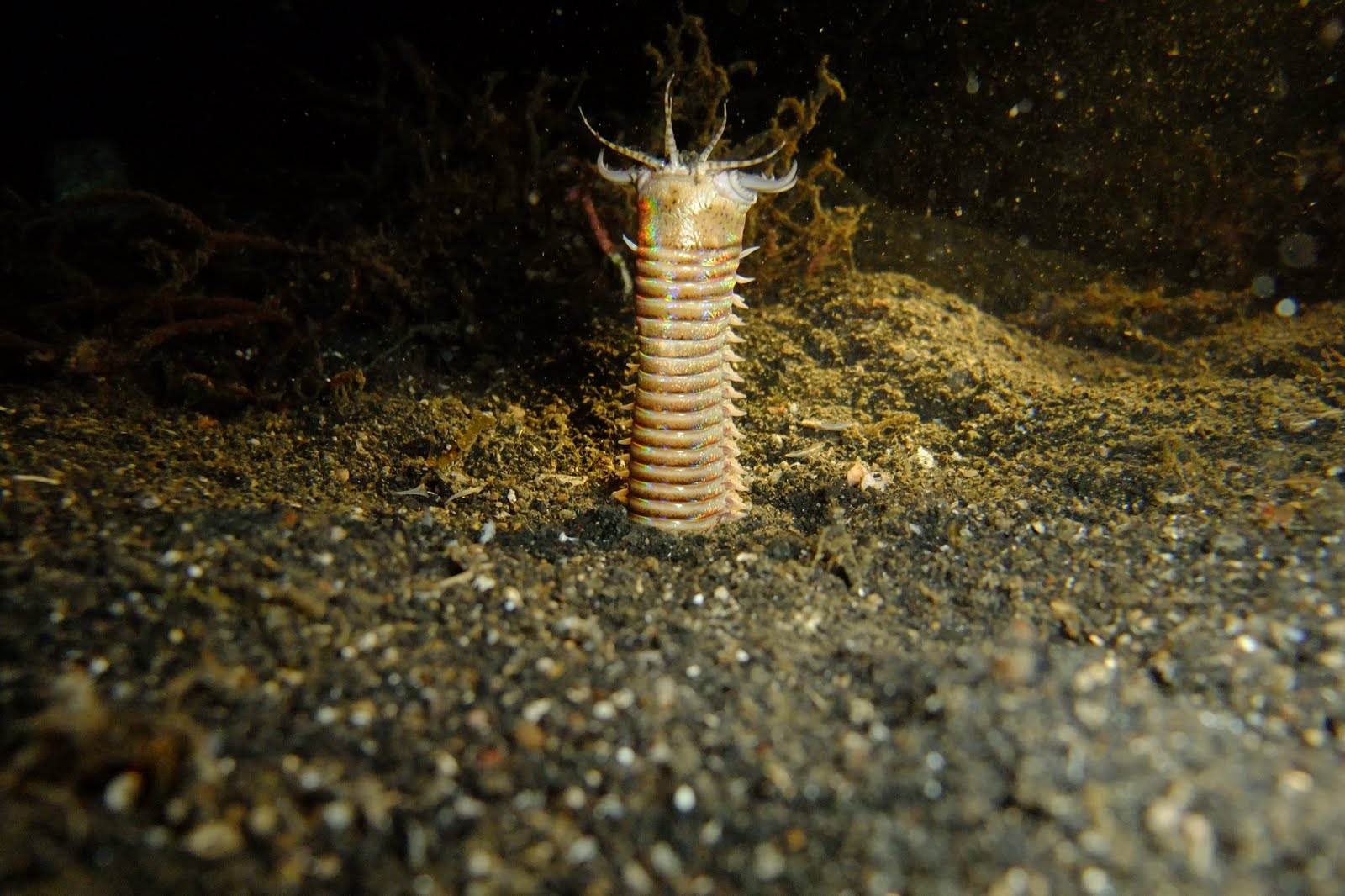 科学的角度分析下:"蒙古死亡蠕虫"的传说有可能吗?