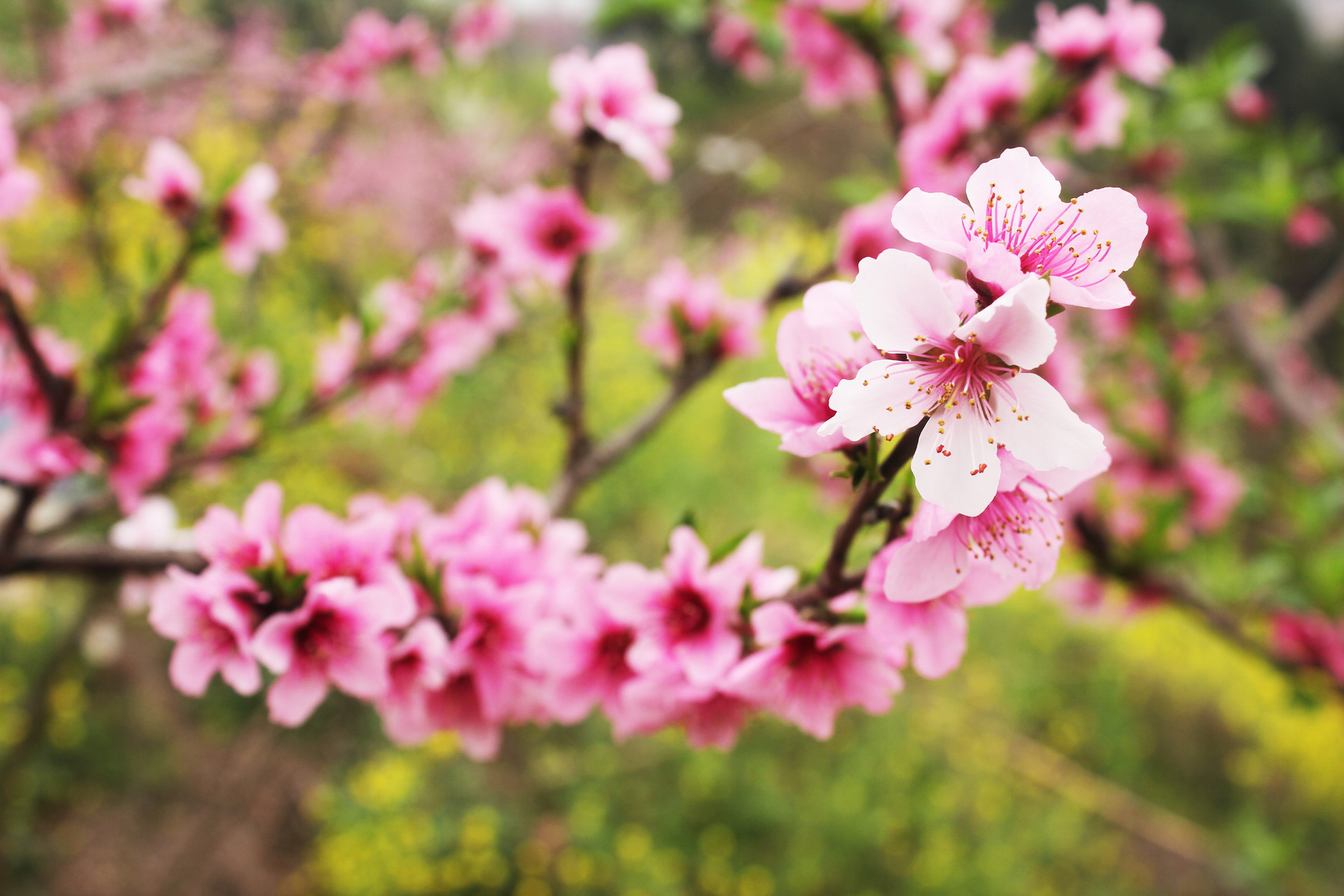 河南5个超火赏花目的地：景美免费，适合清明节全家出游