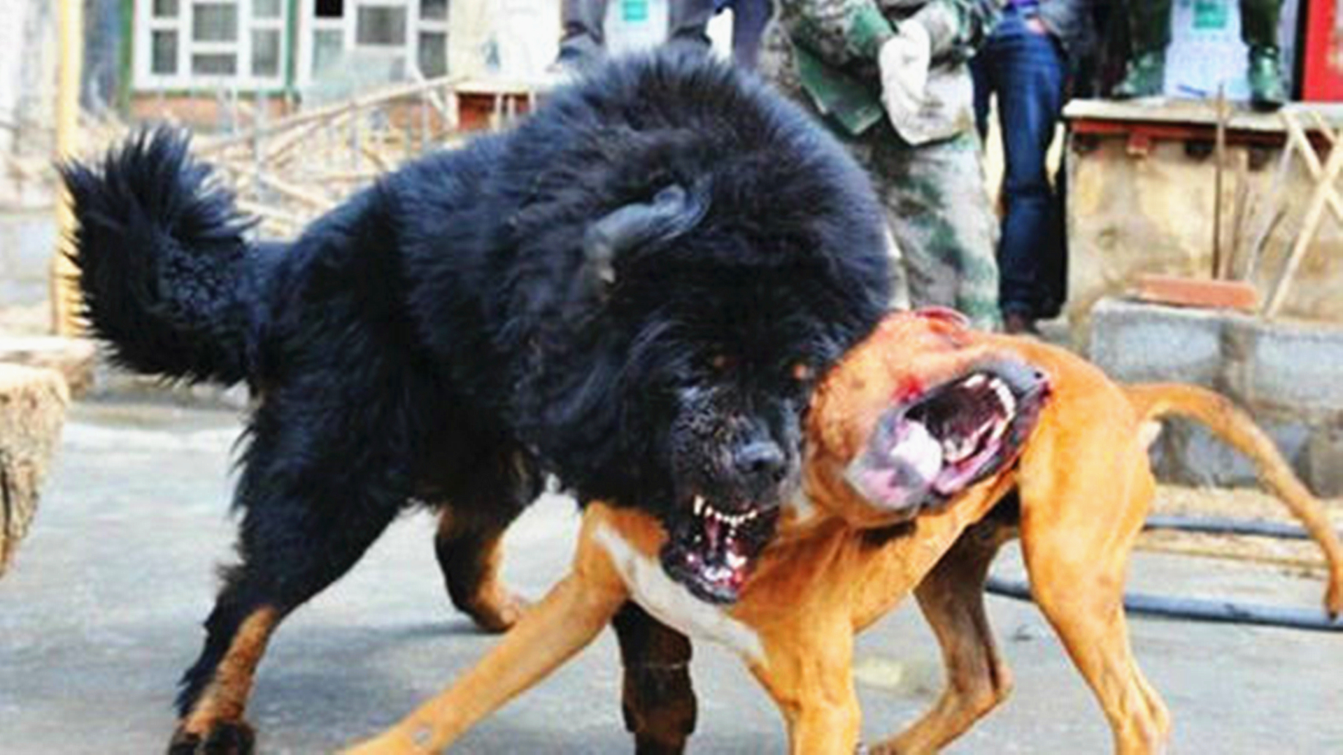 最凶猛的狗排名前十（世界最凶的狗十大品种排名图片）