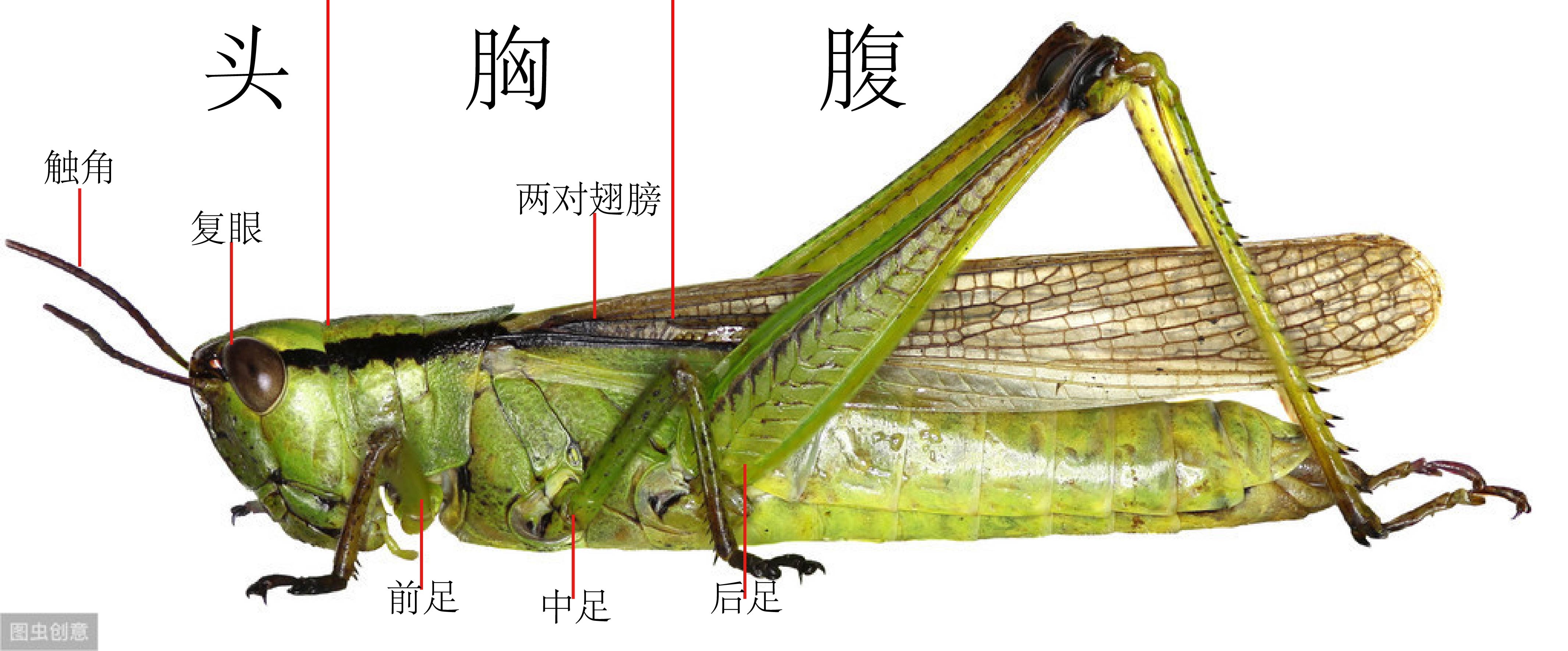 昆虫分类是什么（昆虫分类是什么意思）-第4张图片-科灵网