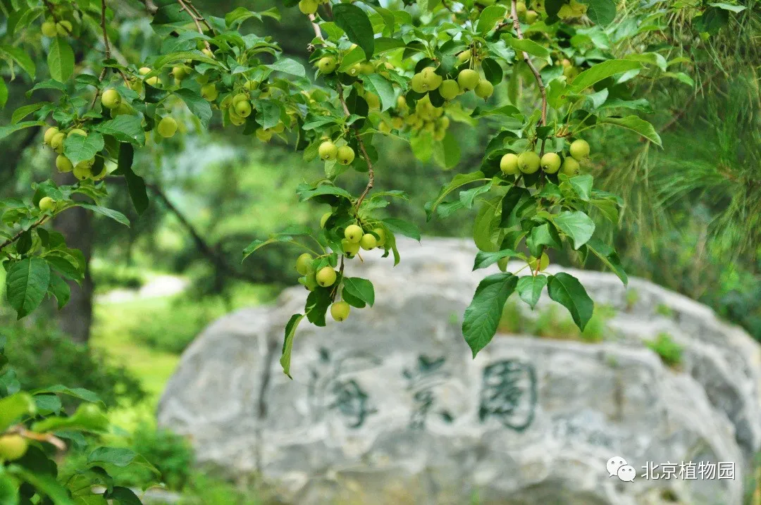 春华秋实，赏海棠红果正当时~