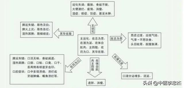 五脏的生理功能——脾脏