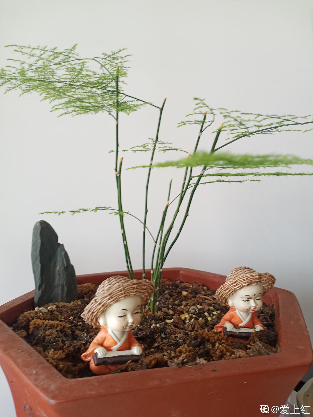 高雅有内涵的花名（8种“儒雅花”文章推荐）