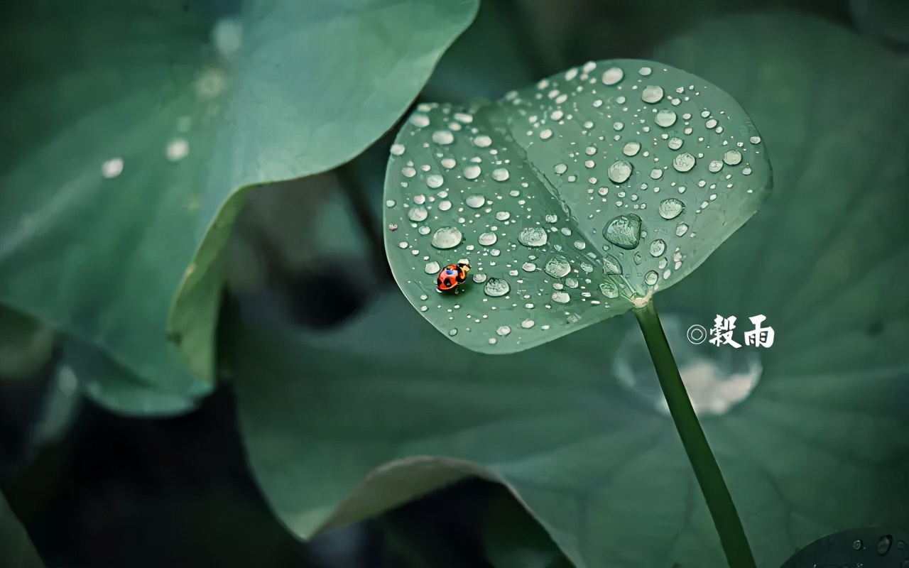 谷雨 | 阅尽春色，送别春天