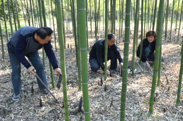 冬笋：生长在地下，1斤吃不到2两肉，却卖28元每斤，爱吃的人不少