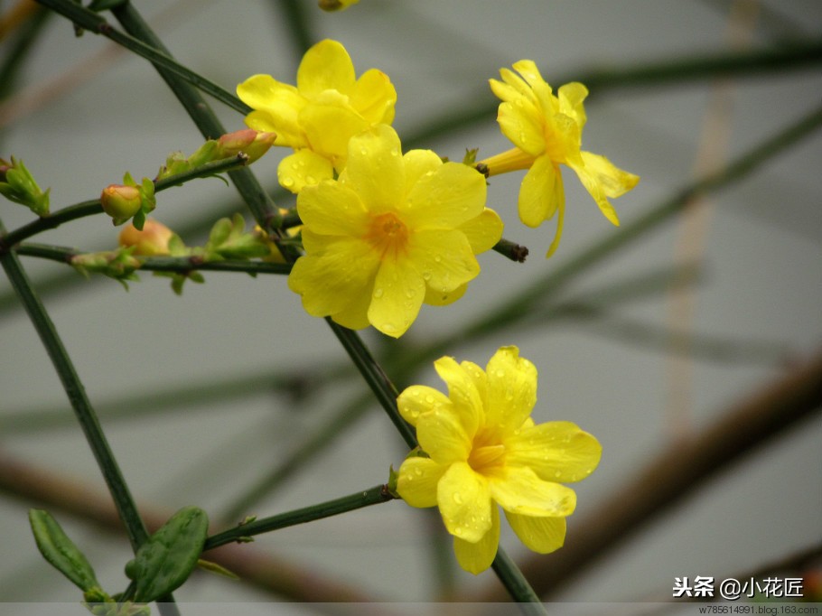 迎春花什么时候开（记住这点让你的迎春花在春节准时盛开）