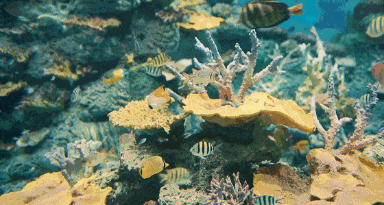 海洋碳汇与海洋经济生态化研究